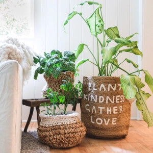 a group of plants in pots